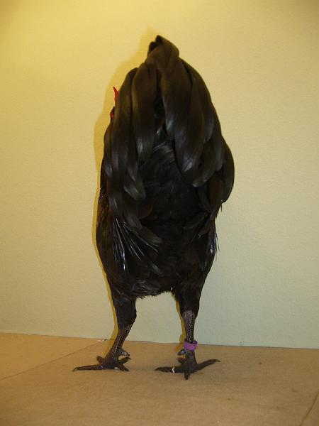 Erfurt Nationale 2008 094.jpg - Zwerg Australorps schwarz von Romina Titz Preis V97 Siegerband